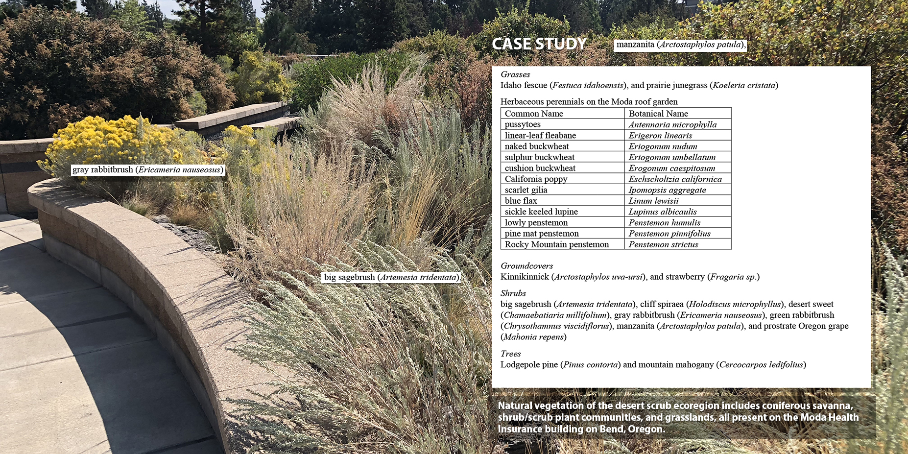One of 10 Green Roofs Studied in the Intermontane Semi-arid Grassland Ecoregions (Chapter 6)